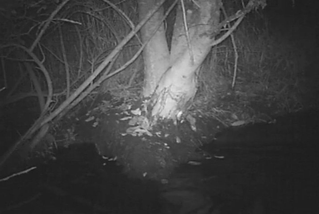 loutre bis - ENS St Pierre le Chastel