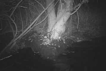 loutre bis - ENS St Pierre le Chastel