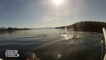 Orca Pod Swims By | Peaceful Killer Whales