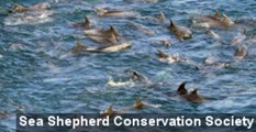 Annual Taiji Cove Dolphin Hunt Continues Despite Controversy