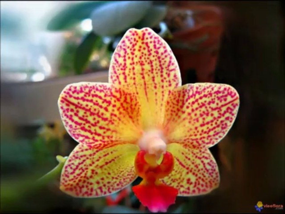 remerciment a mes amies