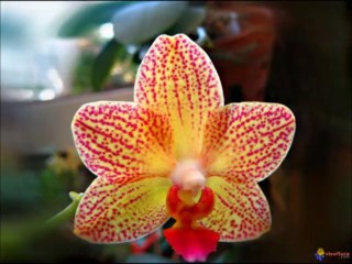 remerciment a mes amies