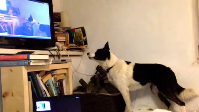 Lucky the Dog Sees Himself on TV