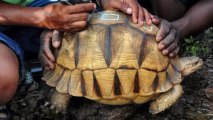 Why Conservationists Are Defacing Endangered Tortoise Shells