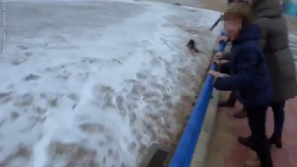 Download Video: Giant wave putting down woman in Spain - El Sardinero Santander Beach 2014