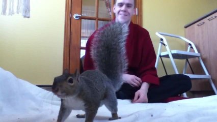 Jouer avec un écureuil domestique