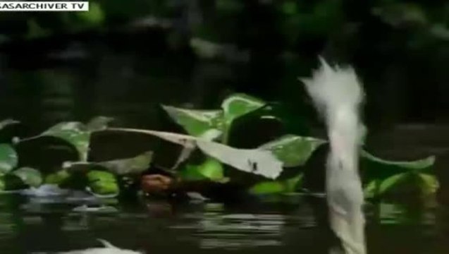 Cá hổ xé xác cò con trong chốc lát