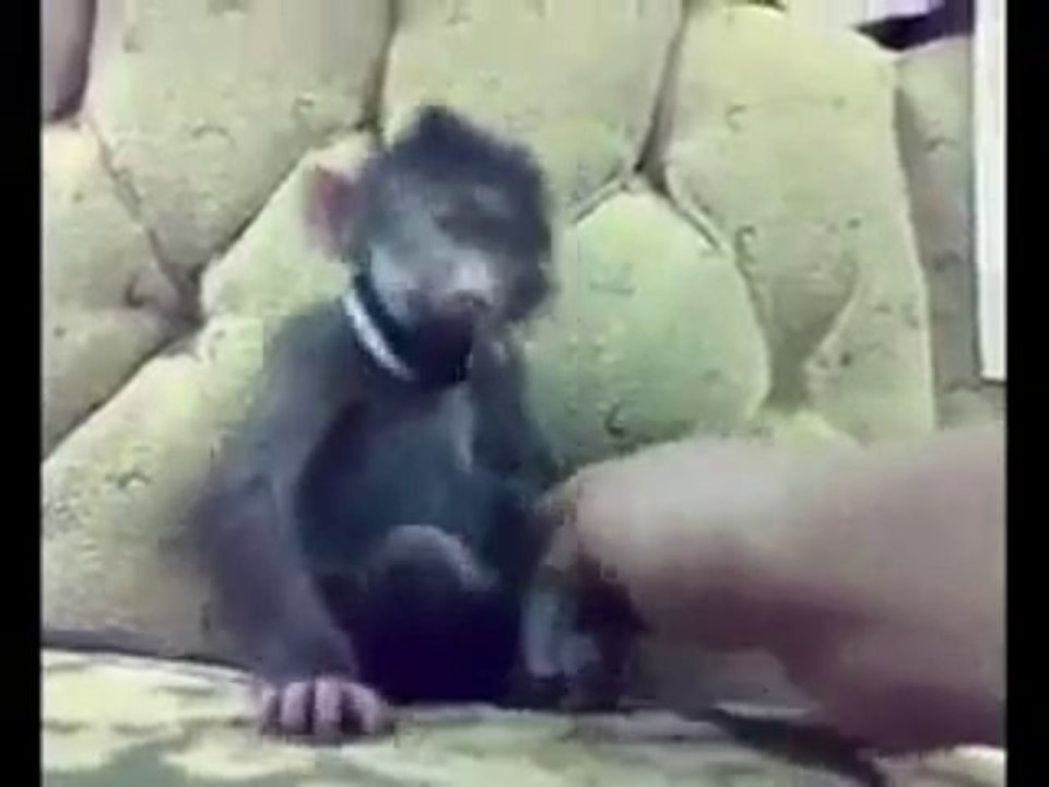 monkey