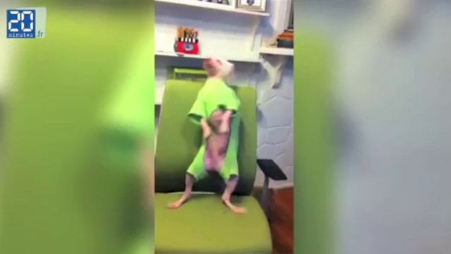 Nathan, le chien moche qui danse