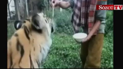 Dev kaplanın inanılmaz sevgi gösterisi