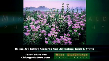 Nature Photography Near Chicago