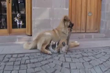 Köpek, kediyi emzirdi