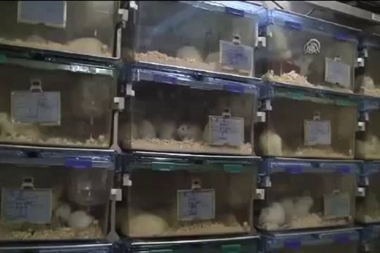 Safkan deney hayvanı üretiyorlar