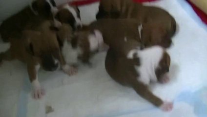 38ème vidéo IRYS  de Staffordland