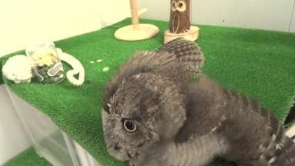 Screech Owl Loves a Wash and Blowdry
