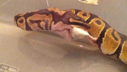 Repas Python Royal Classique