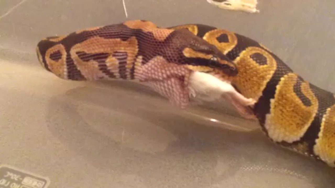 Repas Python Royal Classique