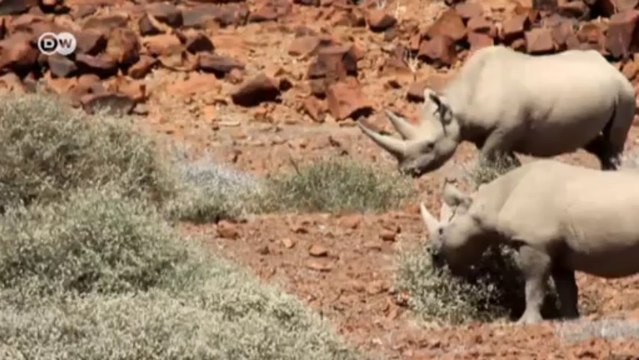 Protección de rinocerontes | Versión corta | Ideas globales