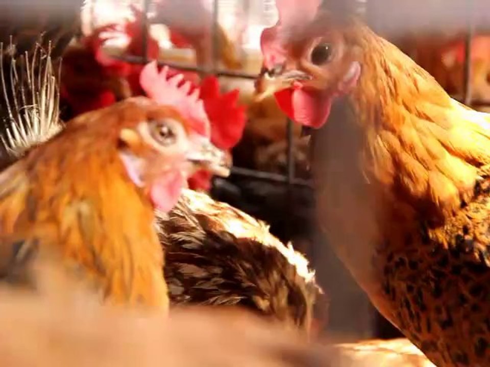 Karachi Empress Market -II- Video Journalisim