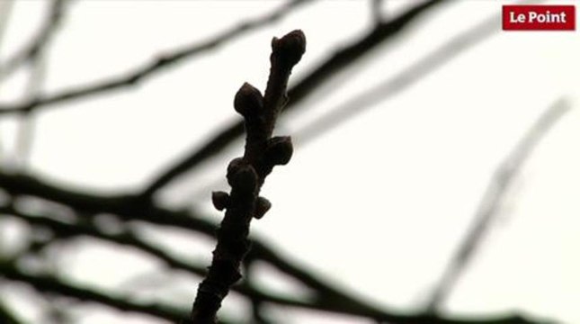 Les incroyables trésors du Jardin des Plantes : le pistachier ayant fourni la preuve de la sexualité végétale.