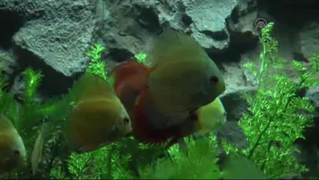 Eskişehir'de "Sualtı Dünyası" açıldı