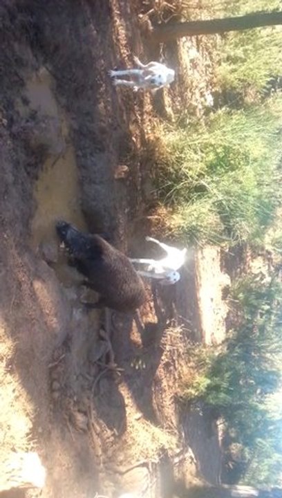 JEUNES CHIENS SANGLIER AU FERME
