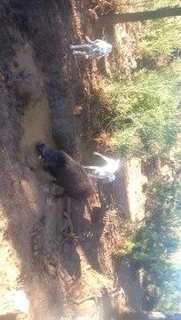 JEUNES CHIENS SANGLIER AU FERME