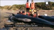 Eight whales stranded in New Zealand are euthanised