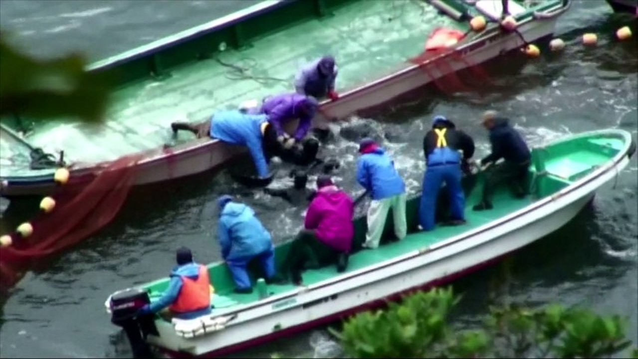 Comment les dauphins sont pêchés et tués à Taiji au Japon