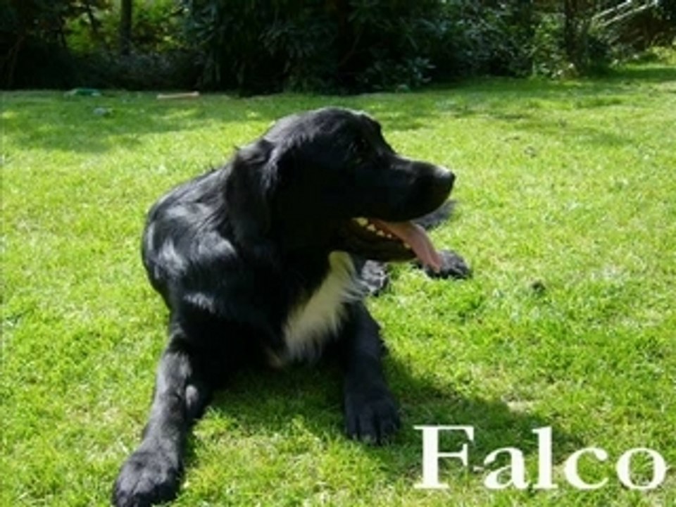 Khalic-falco