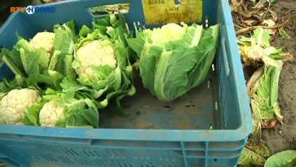 Bloemkooloogst midden in de winter - RTV Noord
