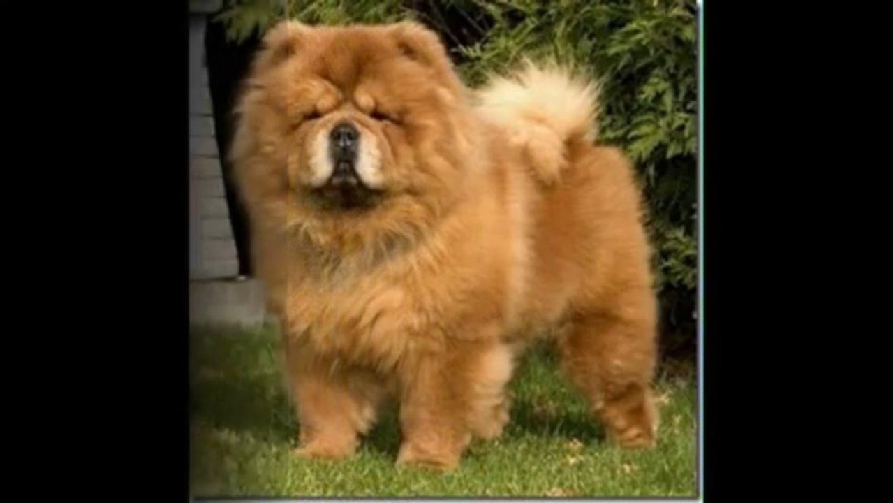 Top 10 Deadliest Dogs of The World