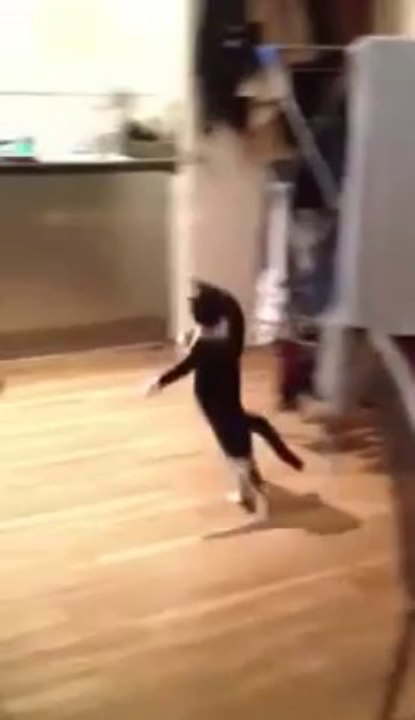 Fun : Un chat qui ne sait plus marcher normalement