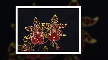 Besame Mucho - Ngọc Lan, Trung Hành, Kiều Nga