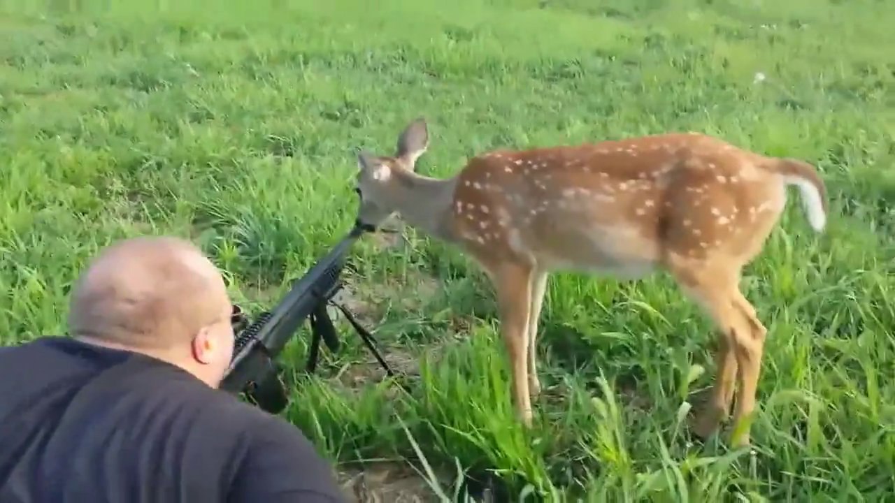 Fail de chasse : Une biche s'invite à une séance de tir