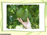 Graviola Soursop - Is Soursop Most Effective Immune System Booster and All natural Cancer Cure?
