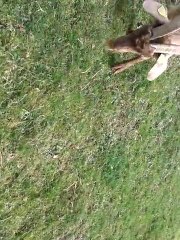 Bagarre entre White & Lolita