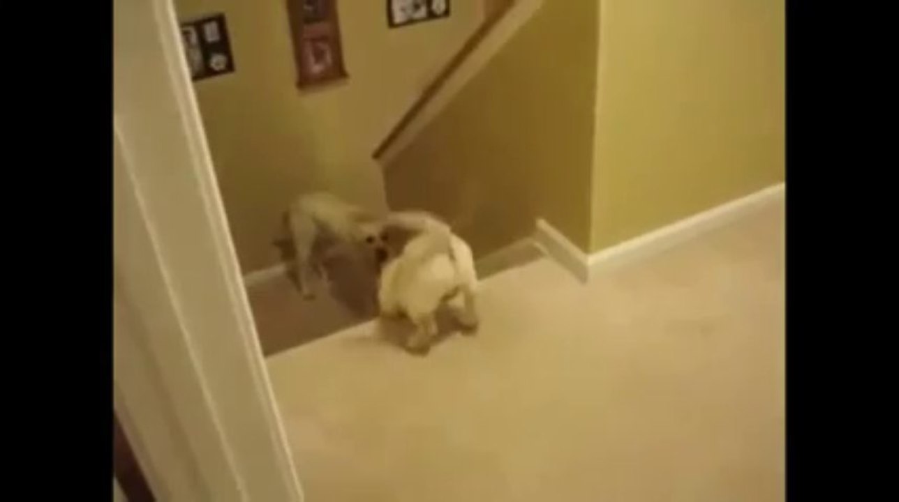 Rewind Animal Clip