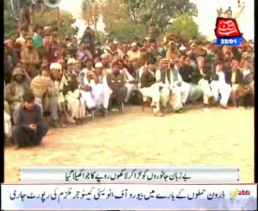 Rams fight festival in Multan