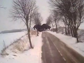 Тактика сокола во время охоты раскрыта учёными