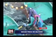 Gobierno japonés defiende la matanza de delfines ante las críticas
