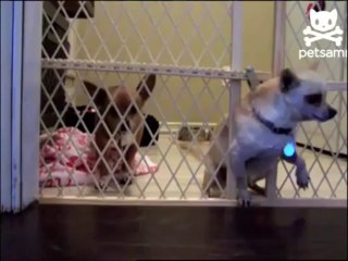 Dog escaping from a cage