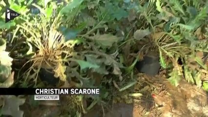 Var : horticulteurs et maraîchers en détresse