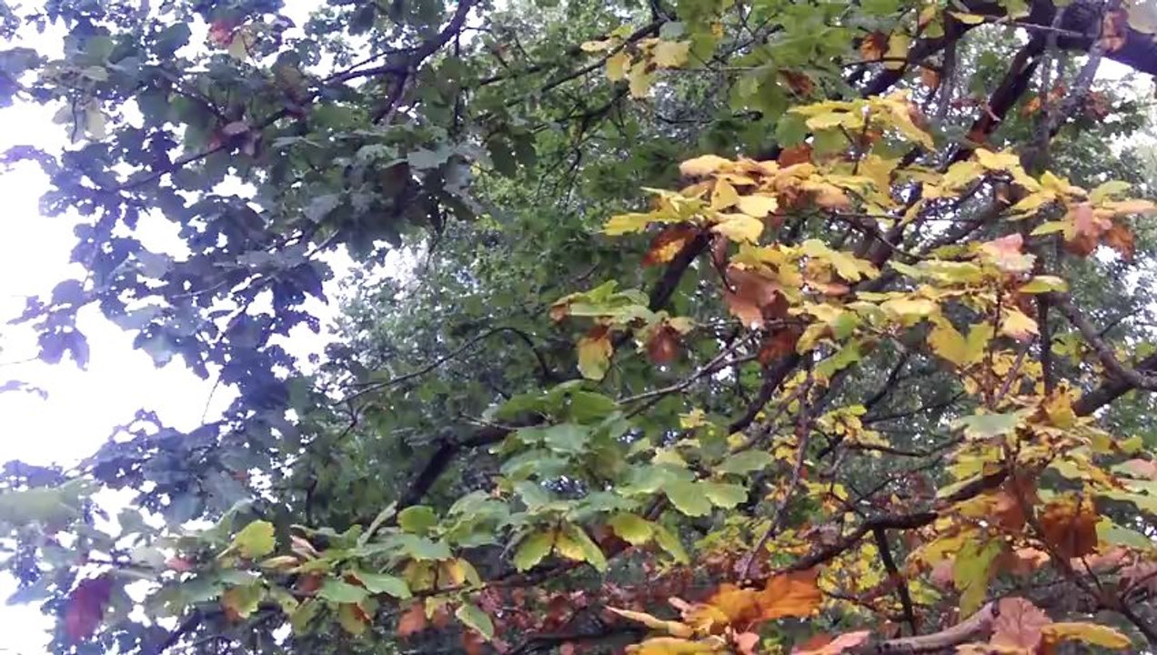 herbstbeginn
