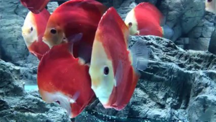 süper red discus