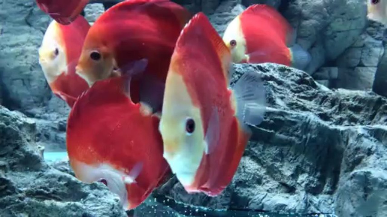 süper red discus