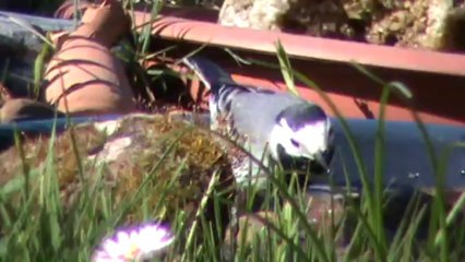 Naturfotografie und Film im eigenen Garten