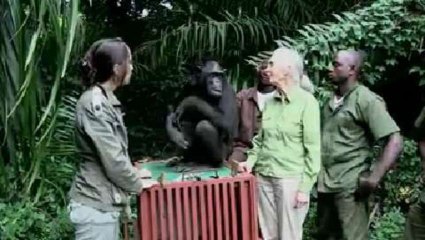 L'incroyable geste de remerciement d'un chimpanzé à son sauveur