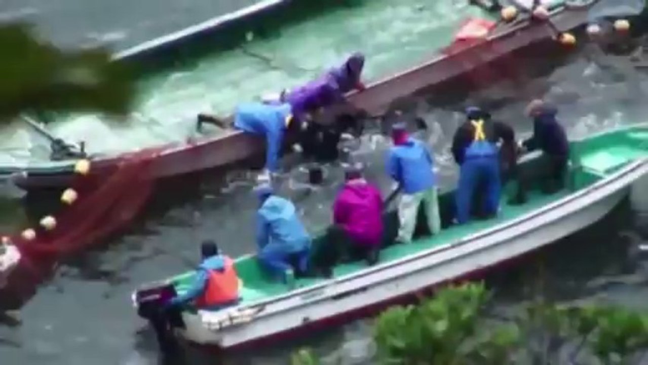 Chasse au dauphins au japon : horrible et cruel!