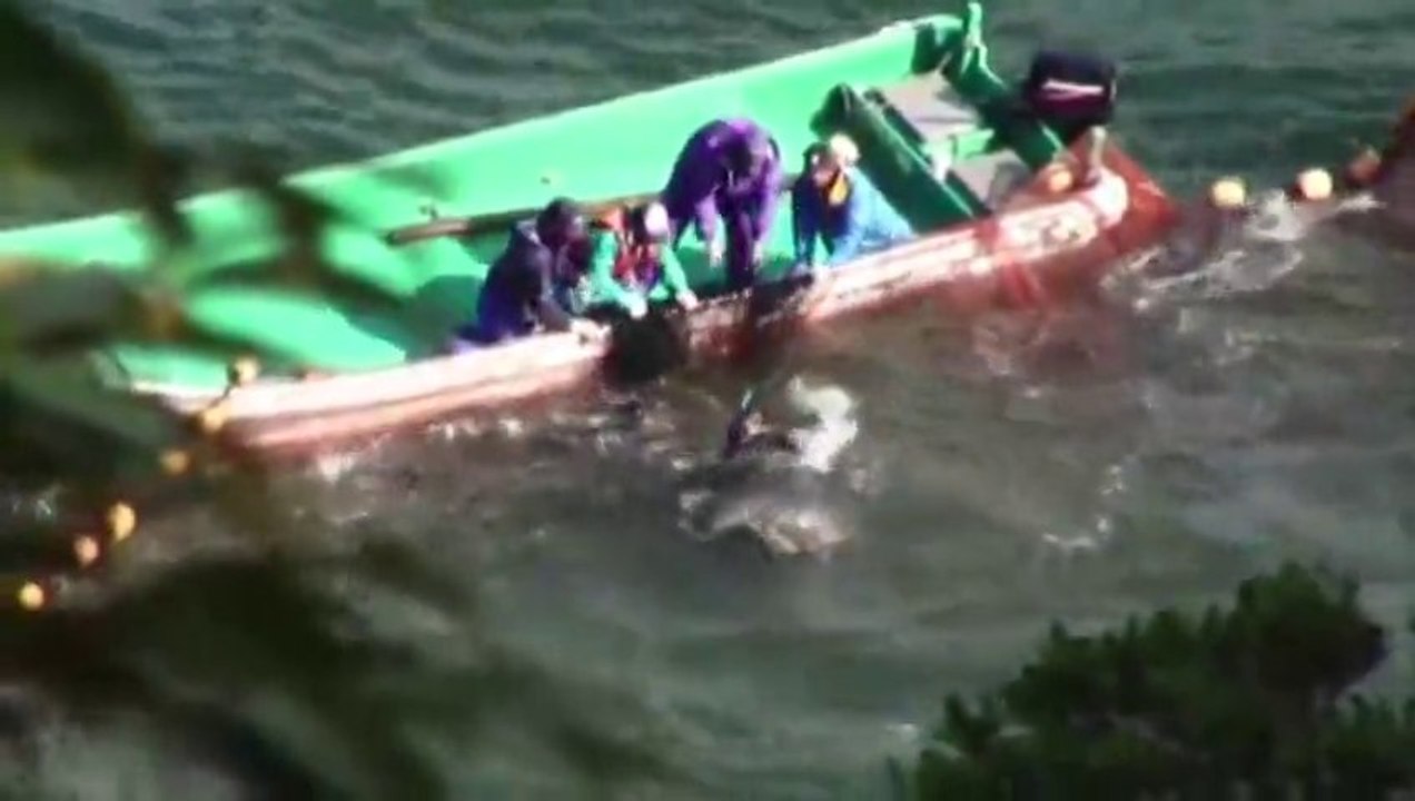 Crazy and so violent Japan Dolphin Hunt